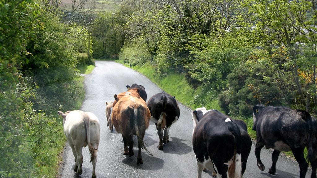 Osa naudoista oli ilman juomavettä, selviää käräjäoikeuden haastehakemuksesta. Kuva on kuvituskuva ja kyseiset naudat eivät liity tapaukseen.