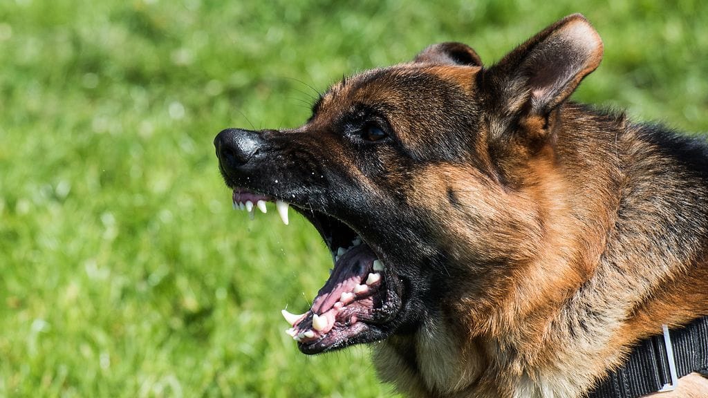 Poliisi ja vakuutusyhtiöt eivät ole havainneet muutosta koirahyökkäysten määrässä tai ainakaan tällaista havaintoa ei niiden tiedoilla voi tehdä.