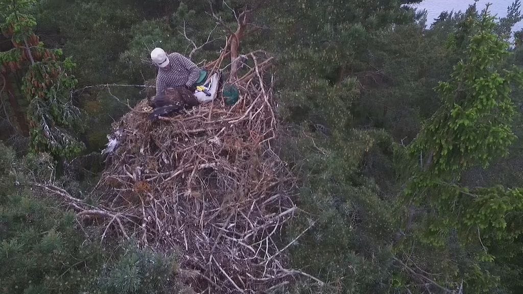 Merikotkarengastaja pesässä