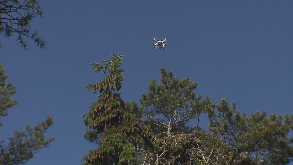 Drone merikotkan pesän yläpuolella