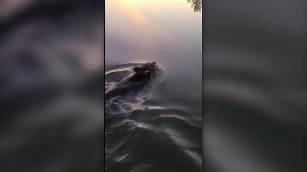 CNN: karhu, yhdysvallat