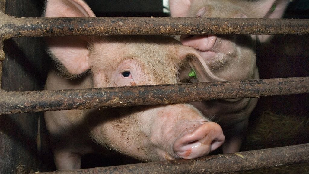 Kaikki Ruotsin sikaruttoalueen siat teurastetaan, kertoivat viranomaiset maanantaina.