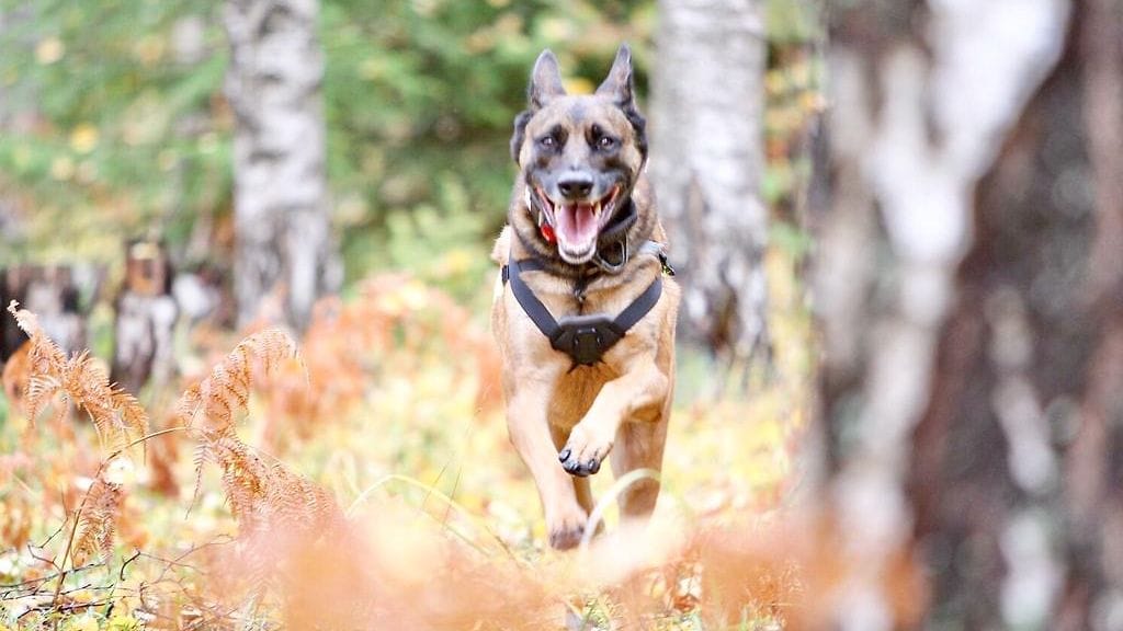 Kuvituskuva. Kuvan Belgianpaimenkoira malinois ei liity tapaukseen, vaikka onkin samaa rotua jutun koiran kanssa.