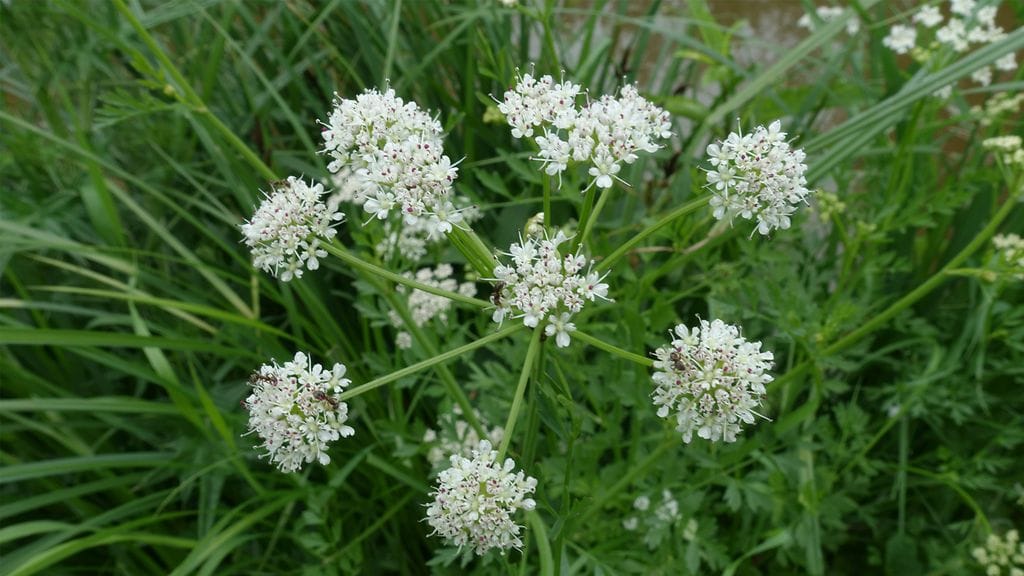 Liikkumista uimarannoilla on jouduttu rajoittamaan, kun niiltä on löytynyt myrkkykeisoa, joka on yksi Suomen myrkyllisimmästä kasveista.
