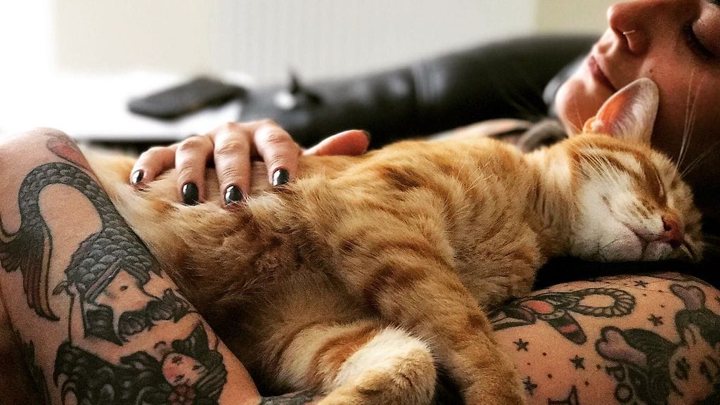 Mollyn pelastama kissa