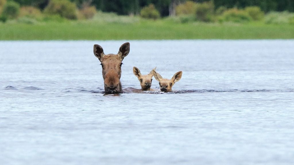 Ismo Kreivi ikuisti ainutlaatuisia kuvia uivasta hirviperheestä 1