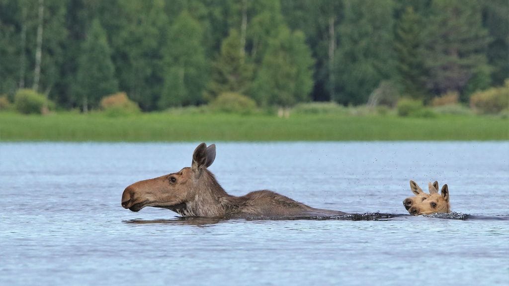 Ismo Kreivi ikuisti ainutlaatuisia kuvia uivasta hirviperheestä 2