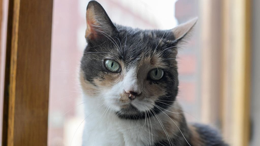 Lemmikkien leipäjono järjestetään tänä vuonna kuudetta kertaa