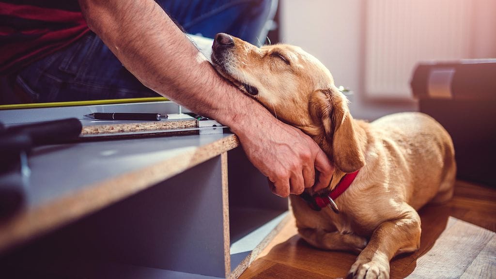 shutterstock_1139199914