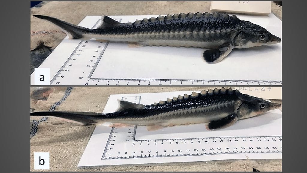 Venäjänsammen mäti on huippuarvokasta kaviaaria. Lajin yksilöt voivat elää satavuotiaiksi.