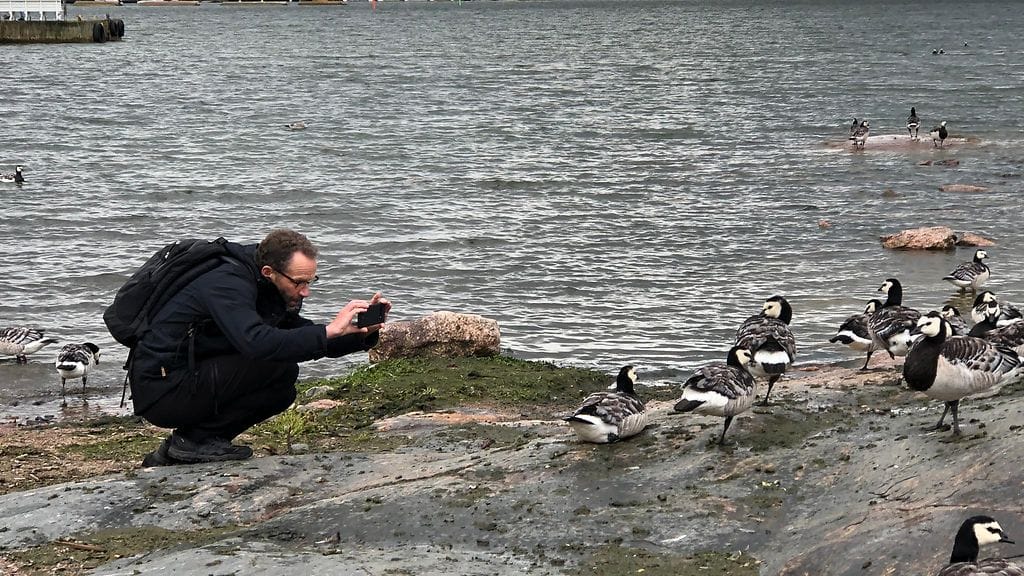 Valkoposkihanhet, Kaivopuisto