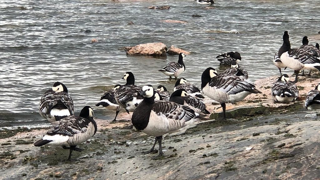Valkoposkihanhen räjähdysmäinen lisääntyminen pääkaupunkiseudulla liittyy ihmisten tekemiin istutuksiin, sanoo Luonnonvarakeskuksen tutkimusprofessori Ilpo Kojola.