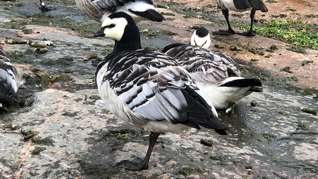 Valkoposkihanhi on luonnonsuojelulain mukaan rauhoitettu ja näin ollen sen tappaminen ja häiritseminen on rikos.