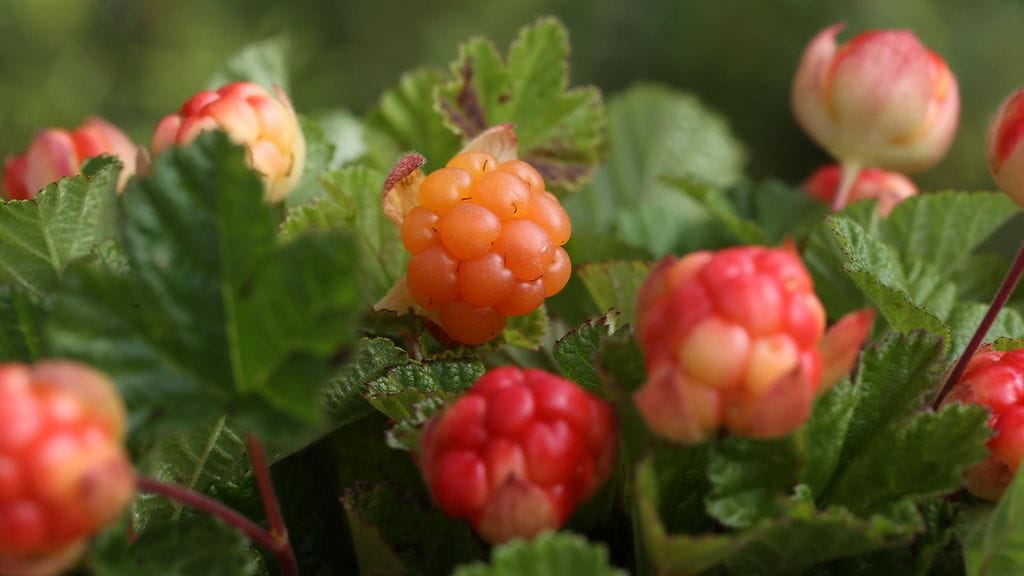 Sovelluksen avulla voi tänä kesänä löytää muun muassa lakkasuolle.