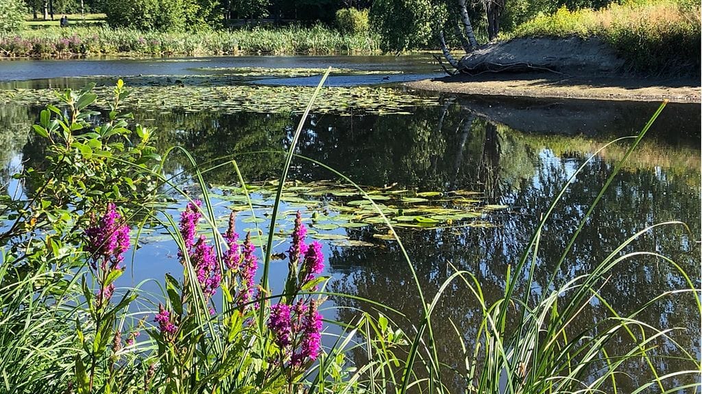 Mätäjoki, Kannelmäki