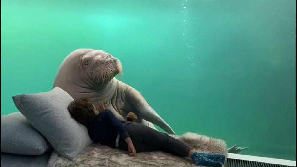 Mursuhotelli CNN kuvakaappaus