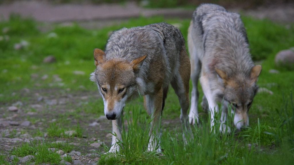 Susia Ähtärin eläinpuistossa. Kuvituskuva.