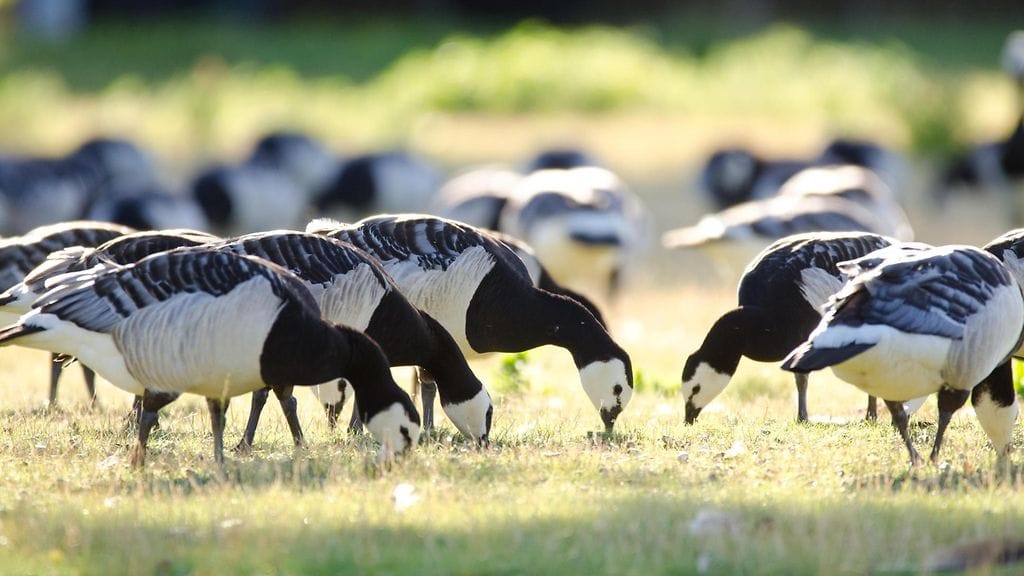 Lintujen syysmuutossa on havaittu muutoksia