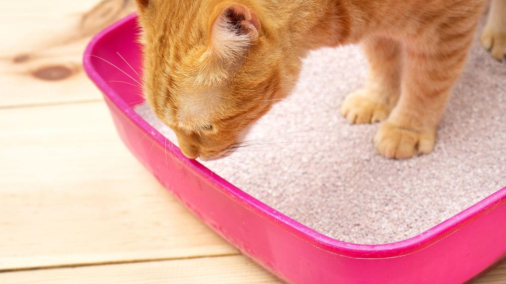 kissan hiekkalaatikko