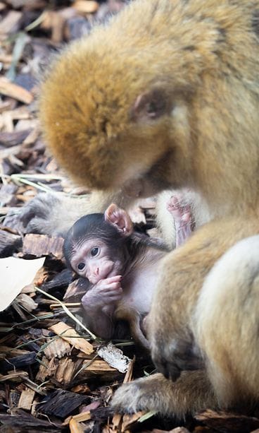 OMA, korkeasaari, berberinapinat, poikanen