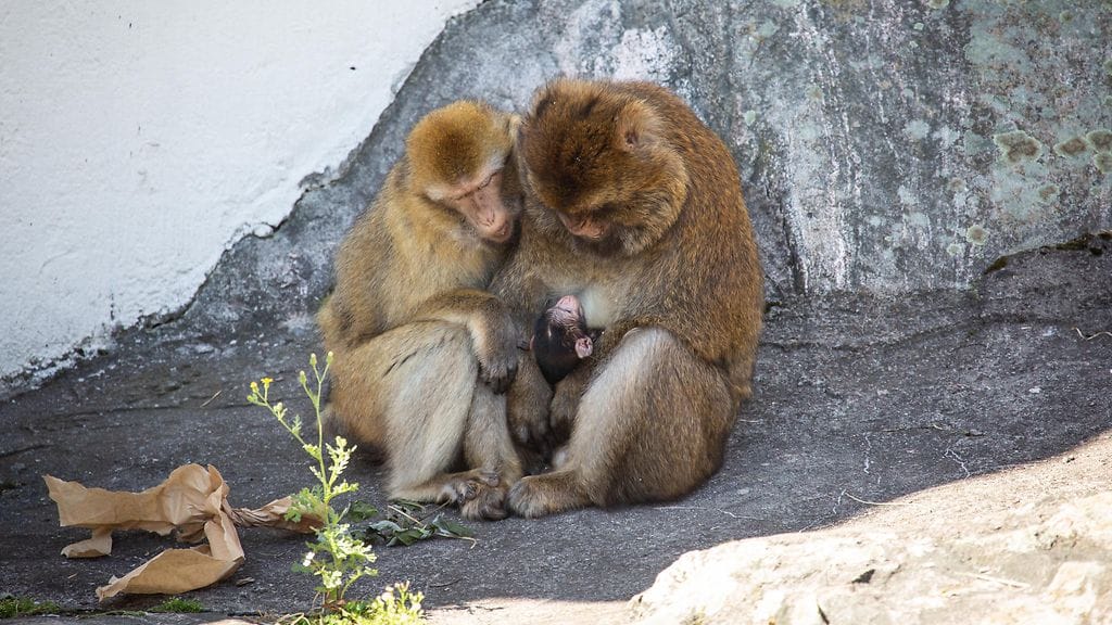 OMA, Korkeasaari, berberinapinat, poikanen, vanhemmat