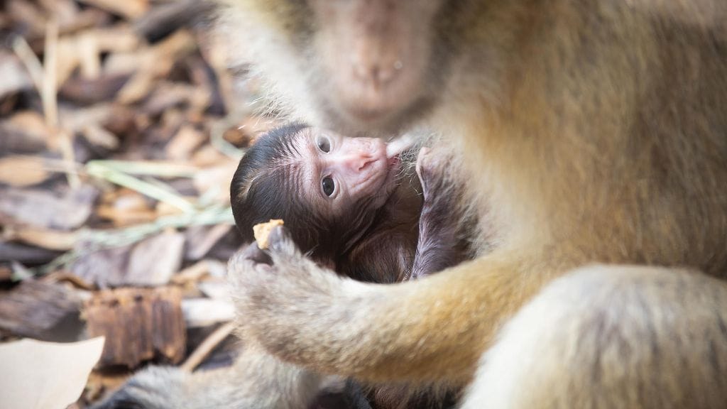 OMA, berberinapinat, poikanen, maito