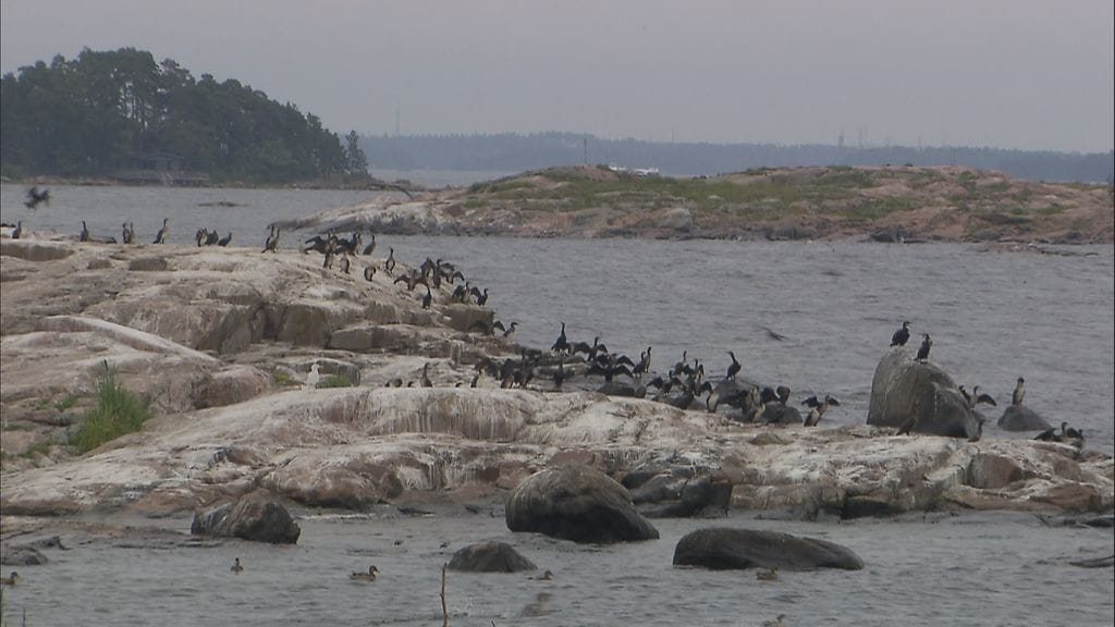 merimetsot, merimetso, Espoo