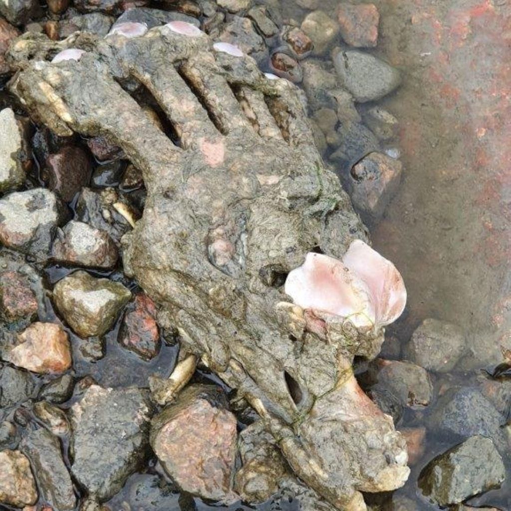 Poliisin kuva: merestä löytynyt karhun käpälä