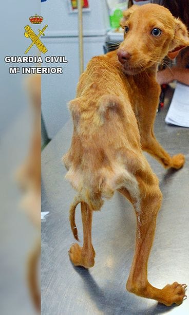 Guardia Civil koira 2