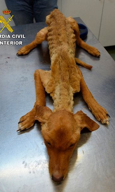 Guardia Civil koira 3