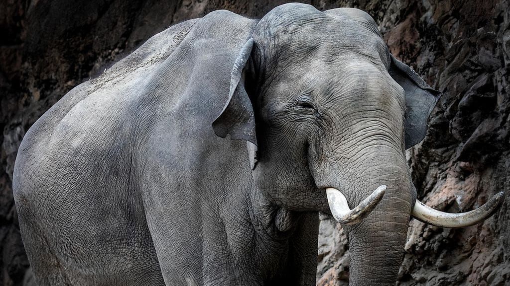 Kuvituskuvan elefantti ei liity uutiseen.