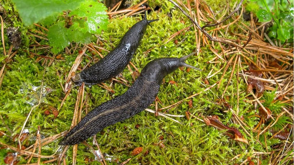 Ukkoetana ja espanjansiruetana