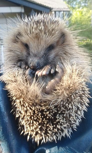 siili, hyvinkää, P