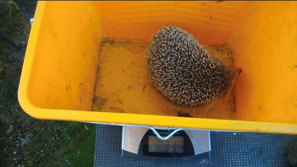 hyvinkää, siili, pikku-einari, punnitus