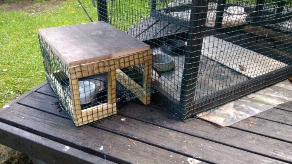 Pikku-Einari, siili, hyvinkää