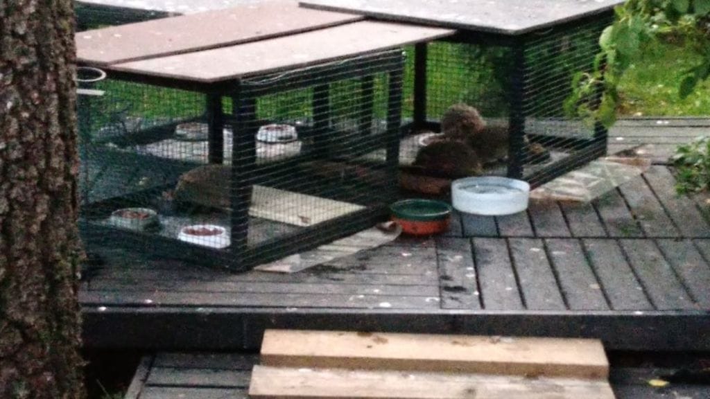 siilit ruokakupilla, hyvinkää