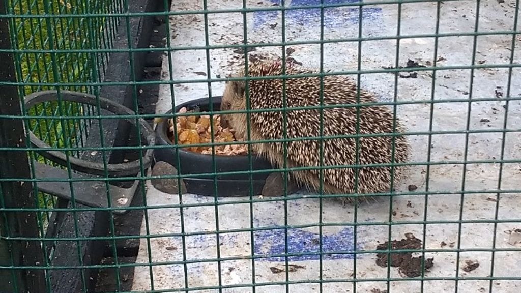 pikku-einari syö, hyvinkää