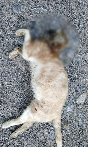 Kissa2