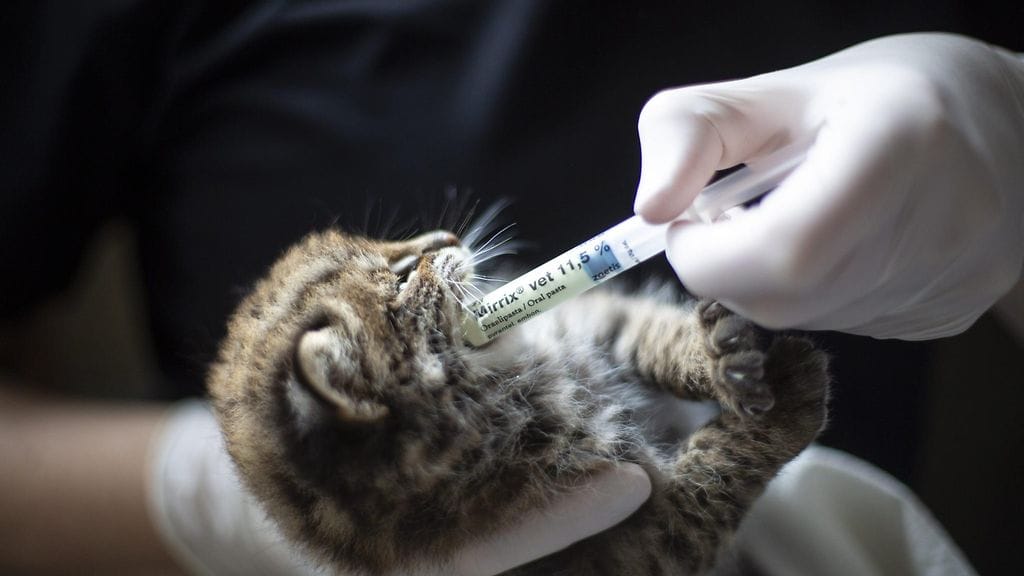 amurinleopardi lk pentu 2