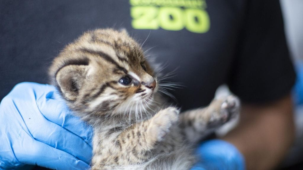 amurinleopardi lk pentu 3