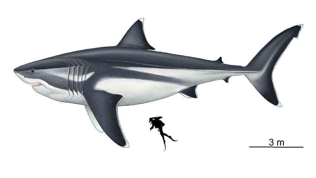 megalodon