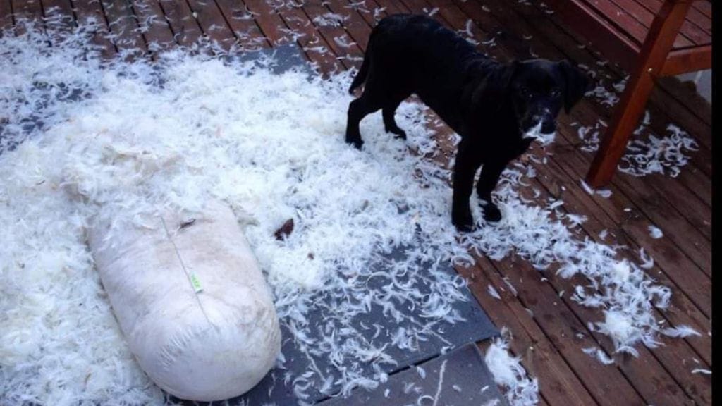 118988553_341113073678853_5712848437657150029_n