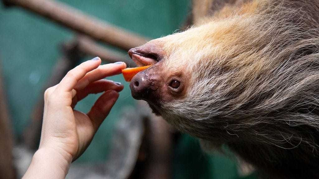 Coco laiskiainen korkeasaari ruokinta