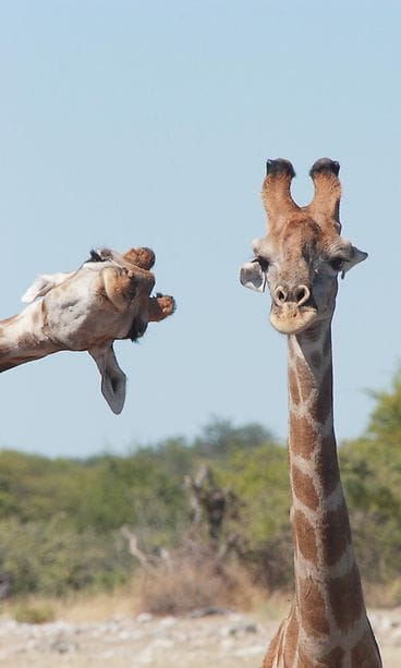 Brigitte-Alcalay-Marcon_Crashing-into-the-picture_00006858