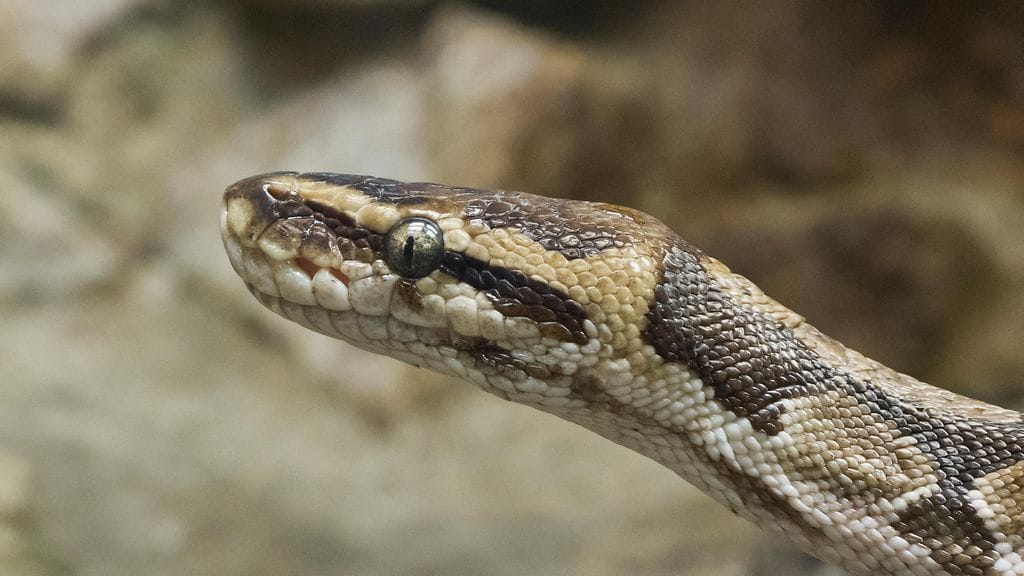 Kuningaspyton eli pallopyton on myrkytön pytonlaji, jota esiintyy luonnostaan Afrikassa.