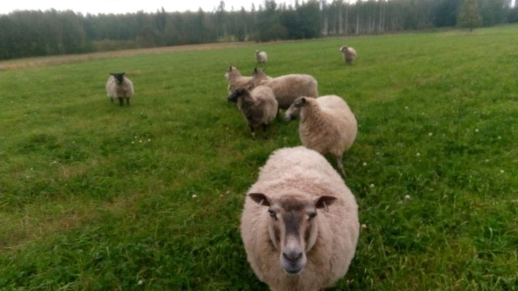 1509-vainolantila (3)