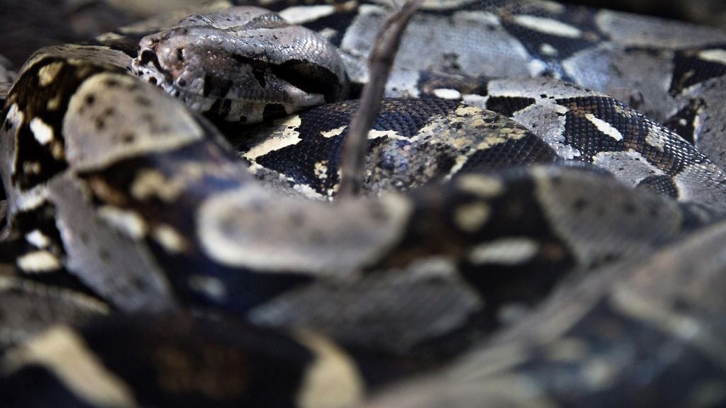 Sosiaalisessa mediassa julkaistiin video, jossa käärme kiemurteli kävelytiellä uimarannan vieressä.