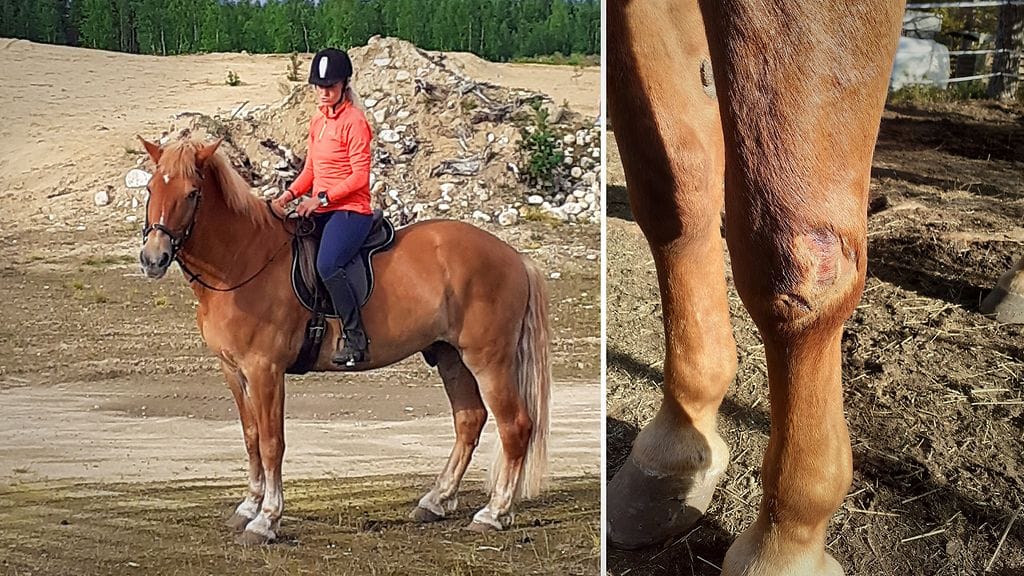 Hevosonnettomuus Ivalossa syksy 2020