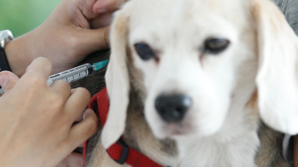 Rabies rokote koira EPA