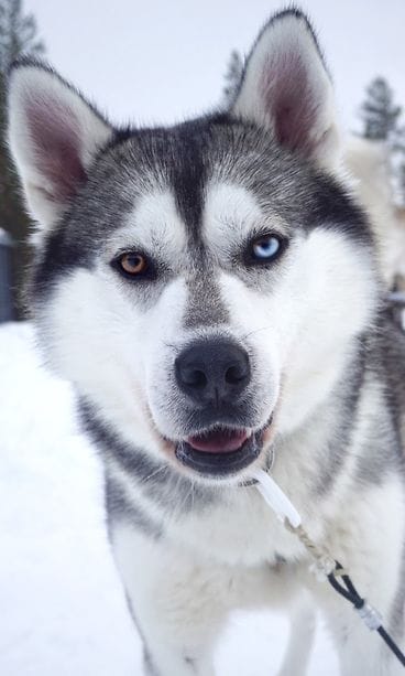 arctic husky runaway husky